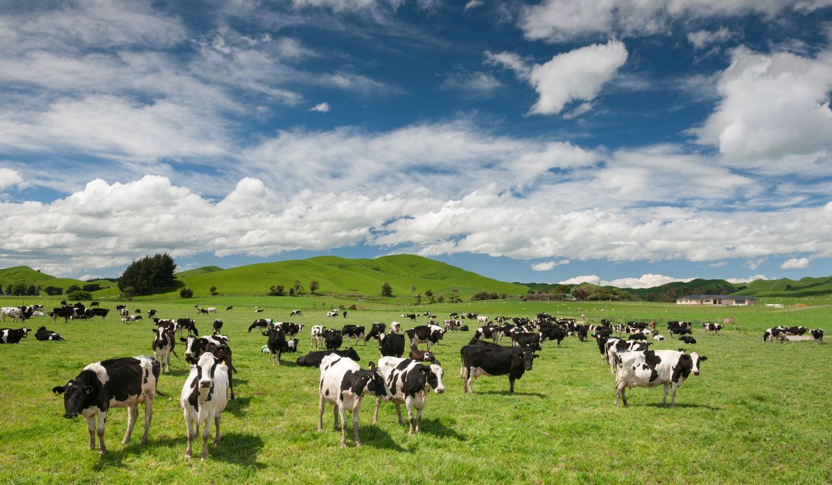 New Zealand is a leading country in the world's dairy industry